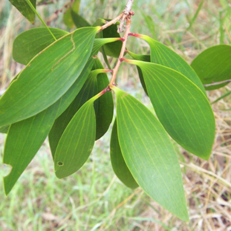 Niaouli ~ Pure essential oil